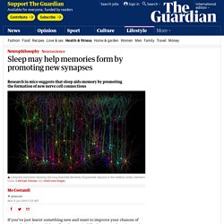 Sleep may help memories form by promoting new synapses