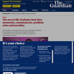 The secret life of plants: how they memorise, communicate, problem solve and socialise