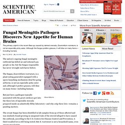 Fungal Meningitis Pathogen Discovers New Appetite for Human Brains