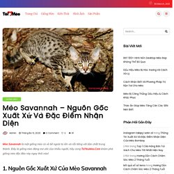 Mèo Savannah - Nguồn Gốc Xuất Xứ Và Đặc Điểm Nhận Diện