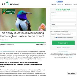 texte de la pétition: This Newly Discovered Mesmerizing Hummingbird Is About To Go Extinct!