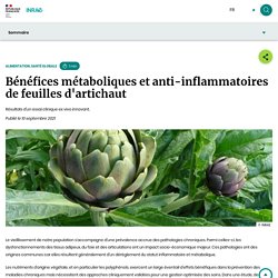Bénéfices métaboliques et anti-inflammatoires de feuilles d'artichaut