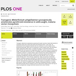 PLOS 07/09/18 Transgenic Metarhizium pingshaense synergistically ameliorates pyrethroid-resistance in wild-caught, malaria-vector mosquitoes
