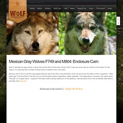 Mexican Gray Wolves F810, M804, and M807: Enclosure Cam