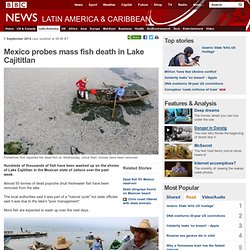 Mexico probes mass fish death in Lake Cajititlan