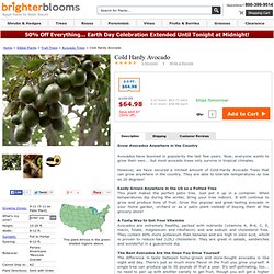 Cold Hardy Avocado Trees for Sale - Brighter Blooms Nursery