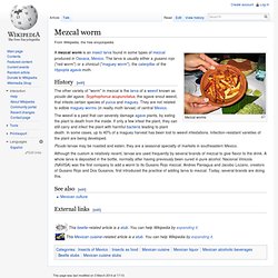 Mezcal worm