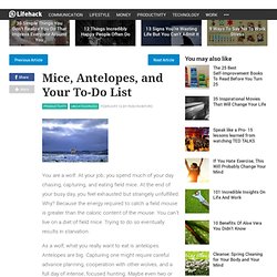 Mice, Antelopes, and Your To-Do List