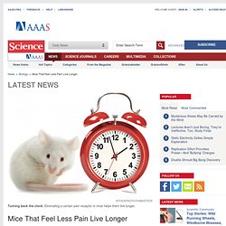 Mice That Feel Less Pain Live Longer