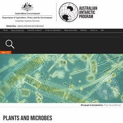 Plants and microbes – Australian Antarctic Program