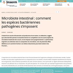 Microbiote intestinal : comment les espèces bactériennes pathogènes s’imposent