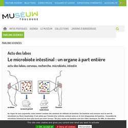 Le microbiote intestinal : un organe à part entière - PARLONS SCIENCES - Museum