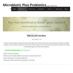 MicroBiotic Plus - The top probiotic good bacteria strains