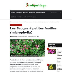 Sauge microphylla: culture, entretien,bouture