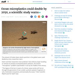 Ocean microplastics could double by 2050, a scientific study warns