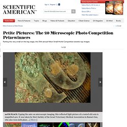 Petite Pictures: The 20 Microscopic Photo Competition Prizewinne