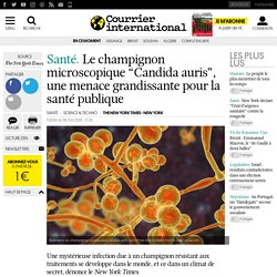 Le champignon microscopique “Candida auris”, une menace grandissante pour la santé publique