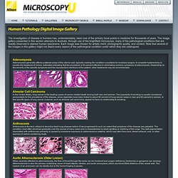 Pathology Digital Image Gallery