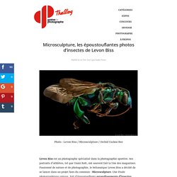 Microsculpture, les époustouflantes photos d’insectes de Levon Biss