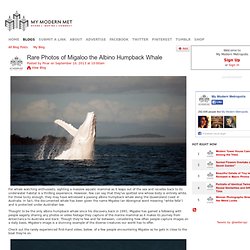 Rare Photos of Migaloo the Albino Humpback Whale