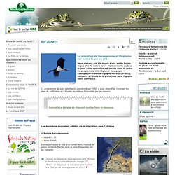 Le suivi de la migration des cigognes noires Sauvageonne et Maghama par balise Argos en 2011