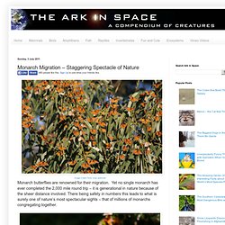 The Ark In Space: Monarch Migration - Staggering Spectacle of Nature