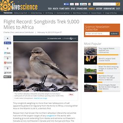 Flight Record: Songbirds Trek 9,000 Miles to Africa