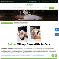 Feline Miliary Dermatitis Treatment Hospital in League City