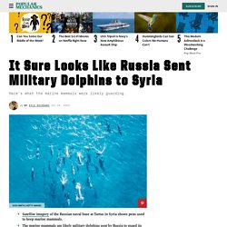 Russia Military Dolphins - Satellite Photos