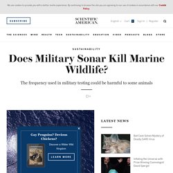 Does Military Sonar Kill Marine Wildlife?
