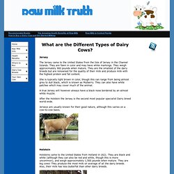 Raw Milk Truth - Types of Dairy Cows