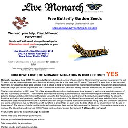 Free Milkweed Seeds Live Monarch butterfly