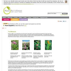 The Milkweeds (Asclepias species)