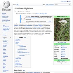 Achillea millefolium