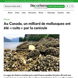 13-16 jlt 2021 Au Canada, un milliard de mollusques ont été « cuits » par la canicule