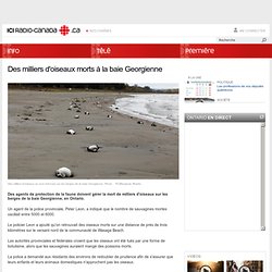 Ontario : Des milliers d'oiseaux morts à la baie Georgienne