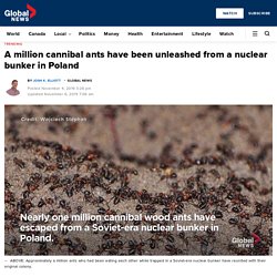 A million cannibal ants have been unleashed from a nuclear bunker in Poland