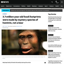 3.7-million-year-old fossil footprints were made by mystery species of hominin, not a bear