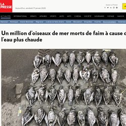 Un million d'oiseaux de mer morts de faim à cause de l'eau plus chaude