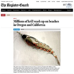 Millions of krill wash up on beaches in Oregon and California