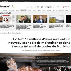 L214 et 30 millions d'amis révèlent un nouveau scandale de maltraitance dans un élevage intensif de poules du Morbihan
