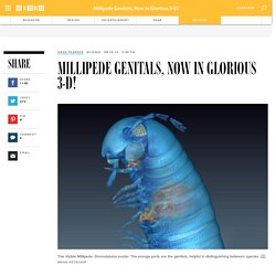 Millipede Genitals, Now in Glorious 3-D!