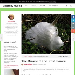 Mindfully Musing – The Miracle of the Frost Flower.