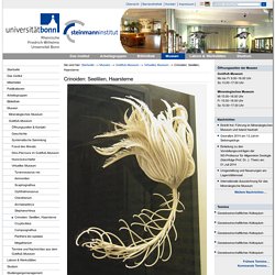 Crinoiden: Seelilien, Haarsterne — Steinmann-Institut für Geologie, Mineralogie und Paläontologie