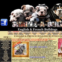 Mini English Bulldog puppies for sale, Miniature Bulldog puppies for sale , blue bulldog puppies for sale, blue tri english bulldog puppies for sale Jonas