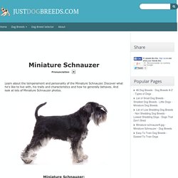 Miniature Schnauzer Information, Facts, Pictures, Training and Grooming