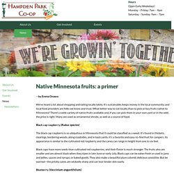Native Minnesota fruits: a primer