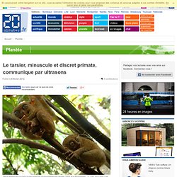 Le tarsier, minuscule et discret primate, communique par ultrasons