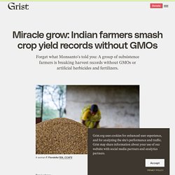 Miracle grow: Indian farmers smash crop yield records without GMOs