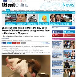 Miracle: Jack Russell Chihuahua-cross whose face is the size of a 50p piece
